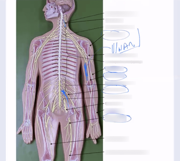 Flat man nerve model labeled