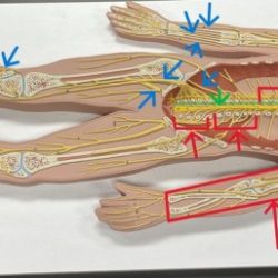 Flat man nerve model labeled