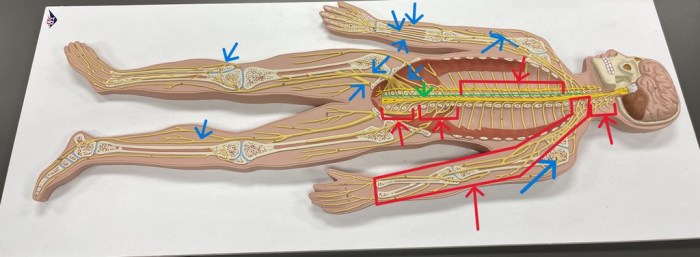 Flat man nerve model labeled