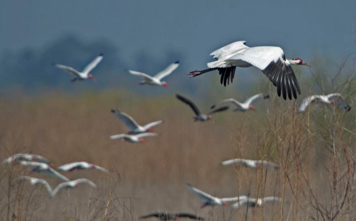 Robertson v. seattle audubon society