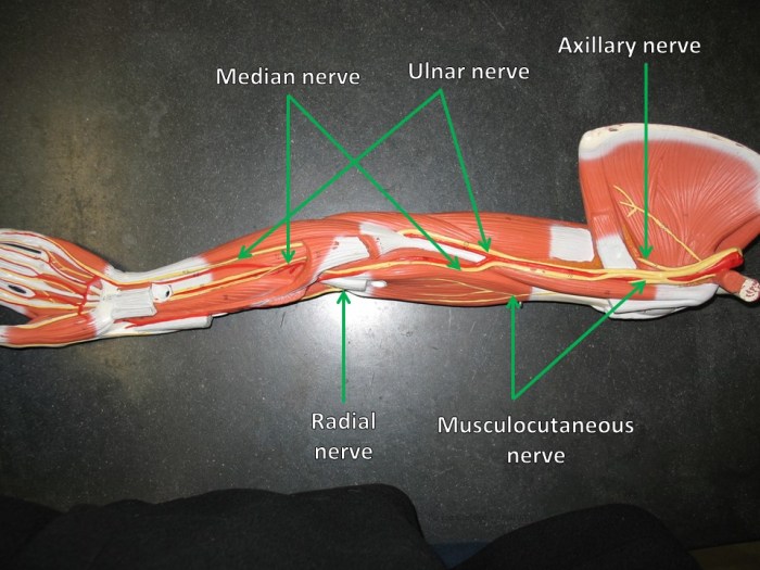 Flat man nerve model labeled