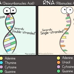 Amoeba sisters dna replication answers