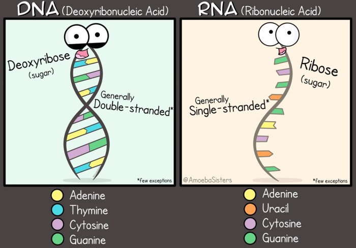 Amoeba sisters dna replication answers