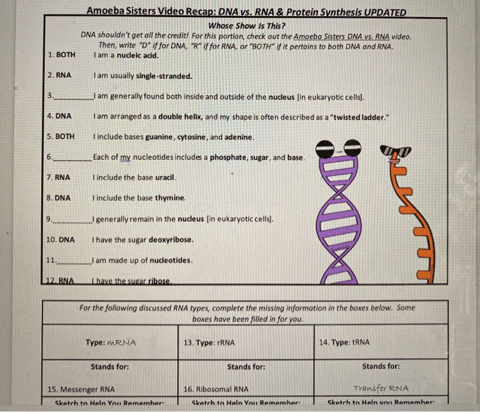 Amoeba sisters dna replication answers