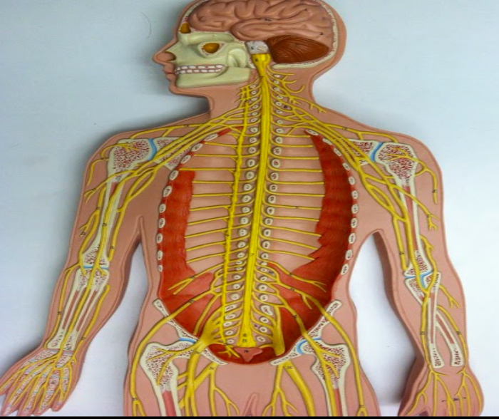 Flat man nerve model labeled