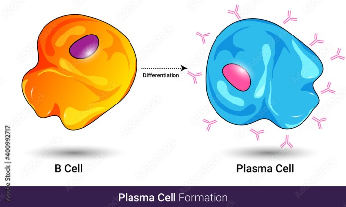 B cells respond to the initial antigen challenge by ________.