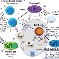 Cell plasma immunology antigens induced tab jimmunol