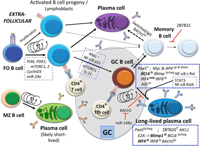 Cell plasma immunology antigens induced tab jimmunol