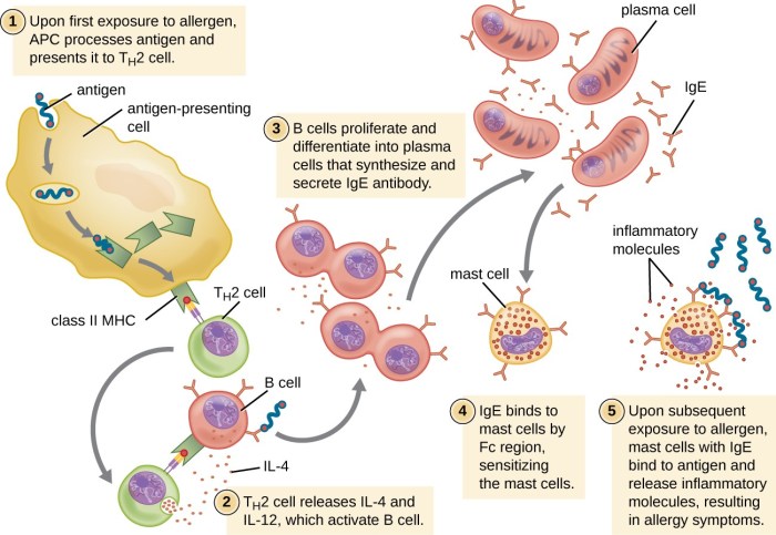 Antibodies