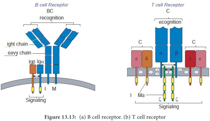 B cells respond to the initial antigen challenge by ________.